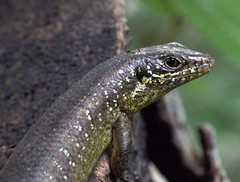 Trachylepis comorensis