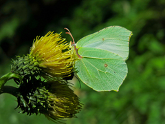 Gonepteryx