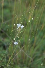 Anthericum ramosum