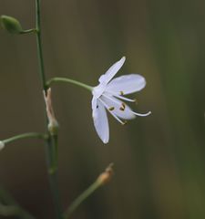 Anthericum ramosum