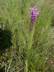 Liatris aestivalis