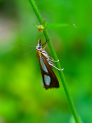 Catoptria conchella