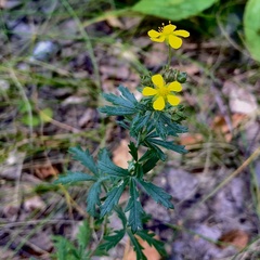 Potentilla argentea