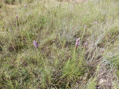 Liatris aestivalis