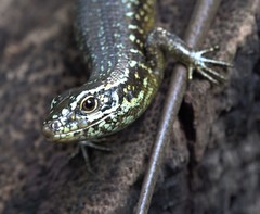 Trachylepis comorensis