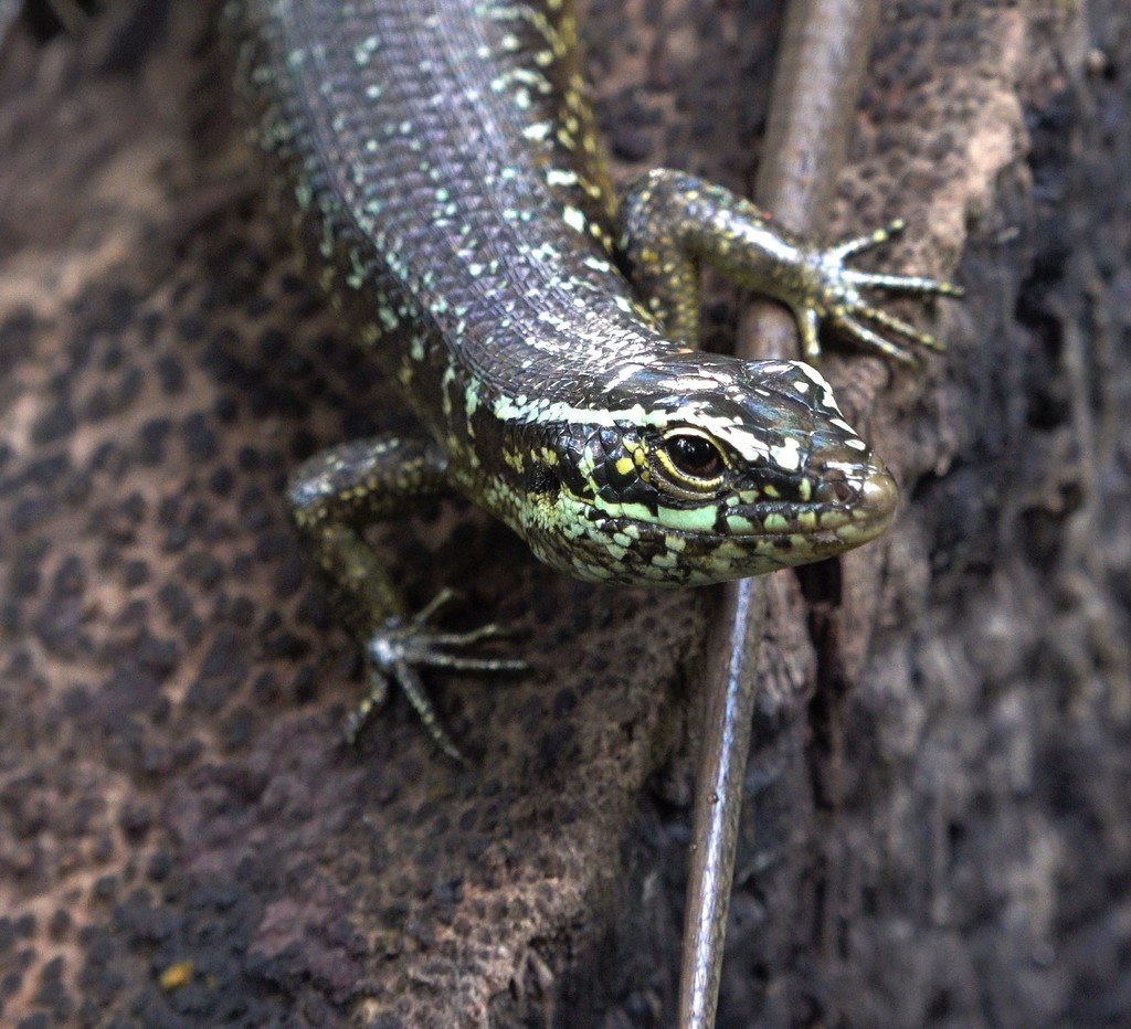 Comoro Island Skink