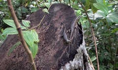 Trachylepis comorensis