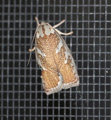 Euchaetis rhizobola