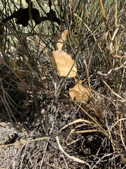 Acourtia nana