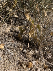 Acourtia nana