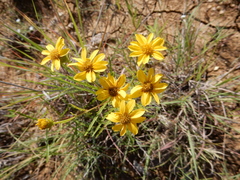 Dysodiopsis tagetoides