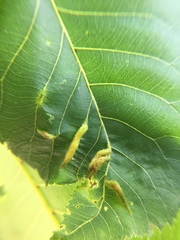 Phylloxera caryaevenae
