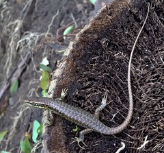 Trachylepis comorensis