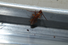 Smodicum cucujiforme