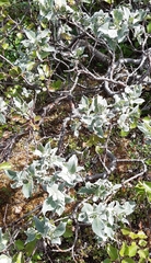 Salix lanata