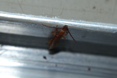 Smodicum cucujiforme