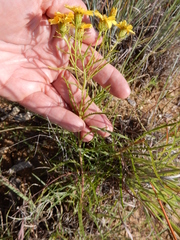 Dysodiopsis tagetoides