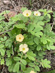 Kallstroemia rosei