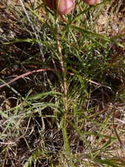 Dysodiopsis tagetoides