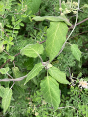 Funastrum pannosum