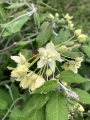 Funastrum pannosum