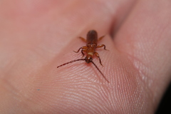 Smodicum cucujiforme