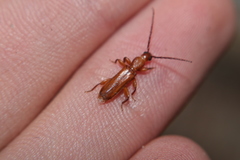 Smodicum cucujiforme