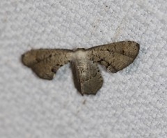 Phazaca leucocephala