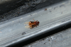 Priocera castanea