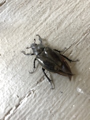 Osmoderma eremicola