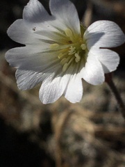 Cerastium nigrescens