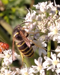 Dolichovespula media