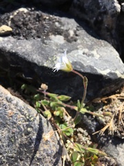 Cerastium nigrescens