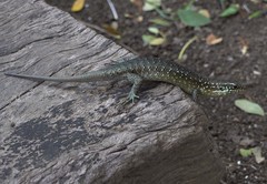 Trachylepis comorensis