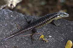 Trachylepis comorensis