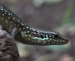 Trachylepis comorensis