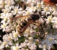Dolichovespula media