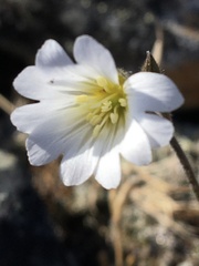 Cerastium nigrescens