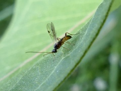 Rogadinae