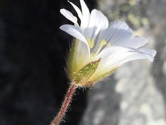 Cerastium nigrescens