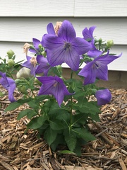 Platycodon grandiflorus