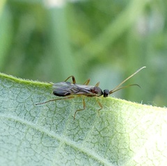 Rogadinae