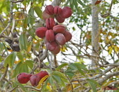 Sterculia foetida