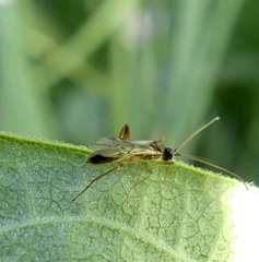 Rogadinae