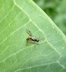 Rogadinae