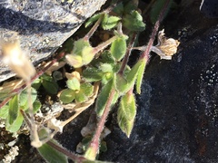 Cerastium nigrescens