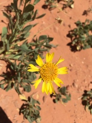 Gaillardia spathulata