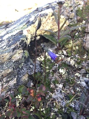 Campanula uniflora