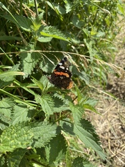 Vanessa atalanta