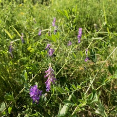 Vicia cracca